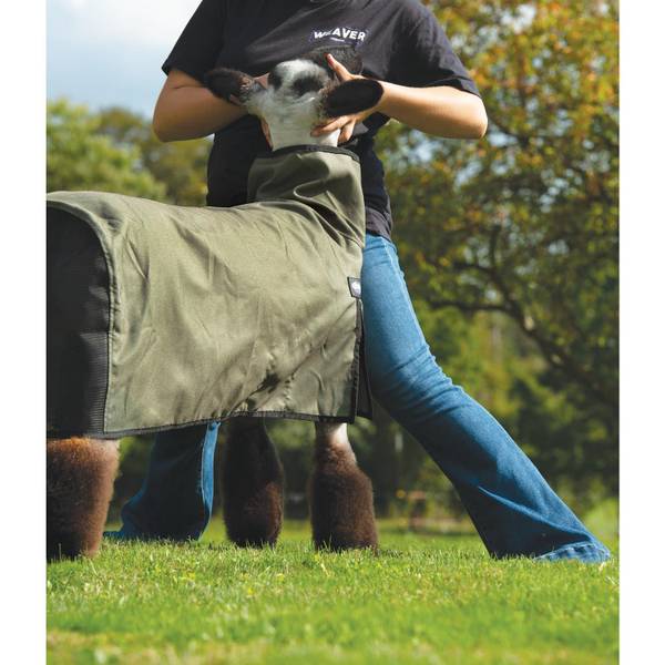 Photo of Medium Livestock Sheep Blanket with Mesh Butt