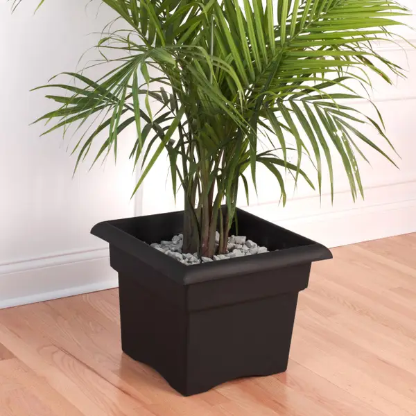 hazelnut plants for sale American Hazelnut Tree - Bare Root, 2-3 ft main image 1