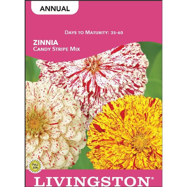 Photo of Candy Stripe Mix Zinnia