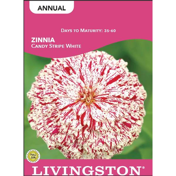 Photo of Candy Stripe White Zinnia