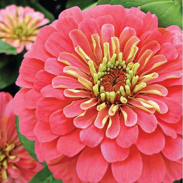 Photo of Coral Beauty Zinnia