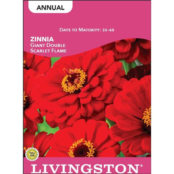 Photo of Giant Double Scarlet Flame Zinnia