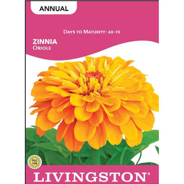 Photo of Oriole Zinnia