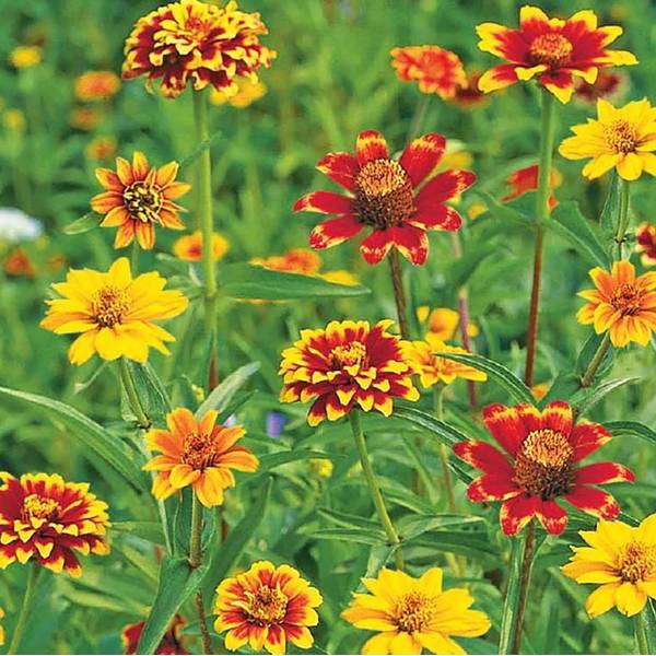 Photo of Zinnia Persian Carpet