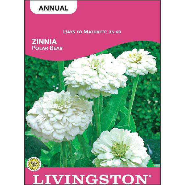 Photo of Polar Bear Zinnia