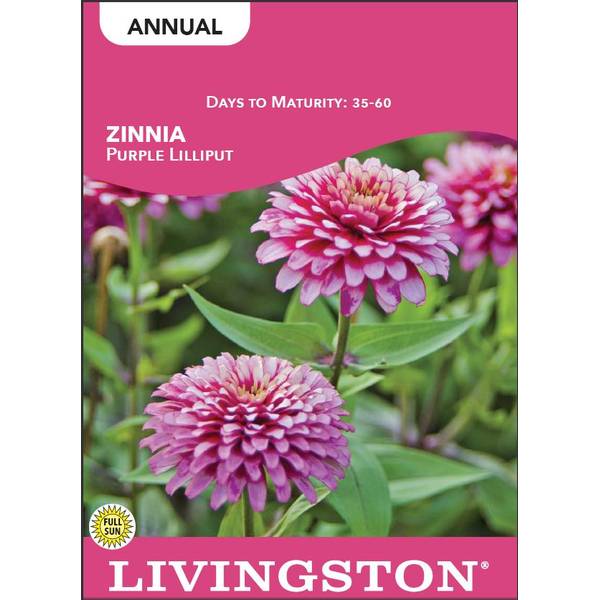 Photo of Purple Lilliput Zinnia