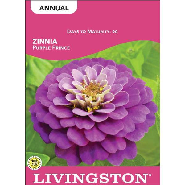 Photo of Purple Prince Zinnia