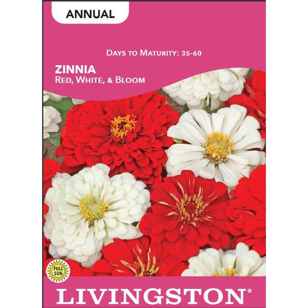 Photo of Red White and Bloom Zinnia