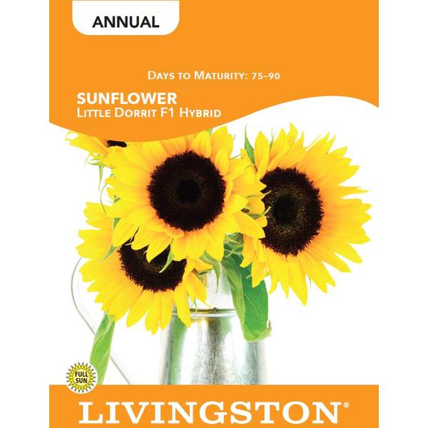 Photo of SUNFLOWER - LITTLE DORRIT
