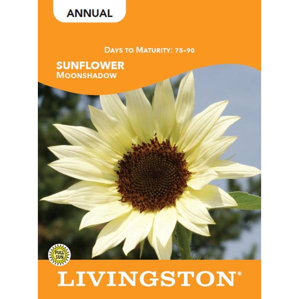 Photo of SUNFLOWER - MOONSHADOW