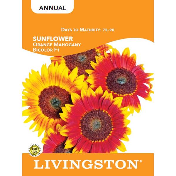 Photo of SUNFLOWER - ORANGE MAHOGANY BICOLOR F1