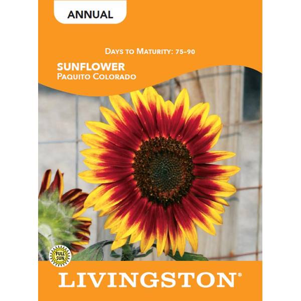 Photo of Paquito Colorado Sunflower