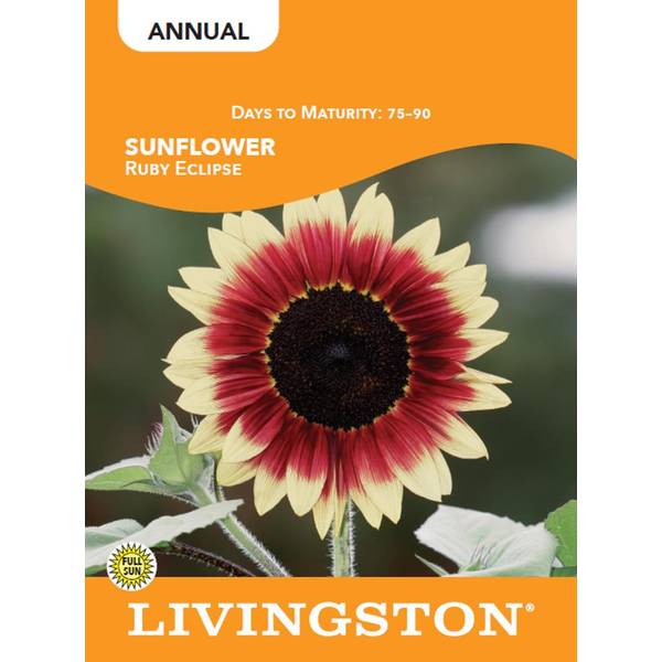 Photo of SUNFLOWER - RUBY ECLIPSE