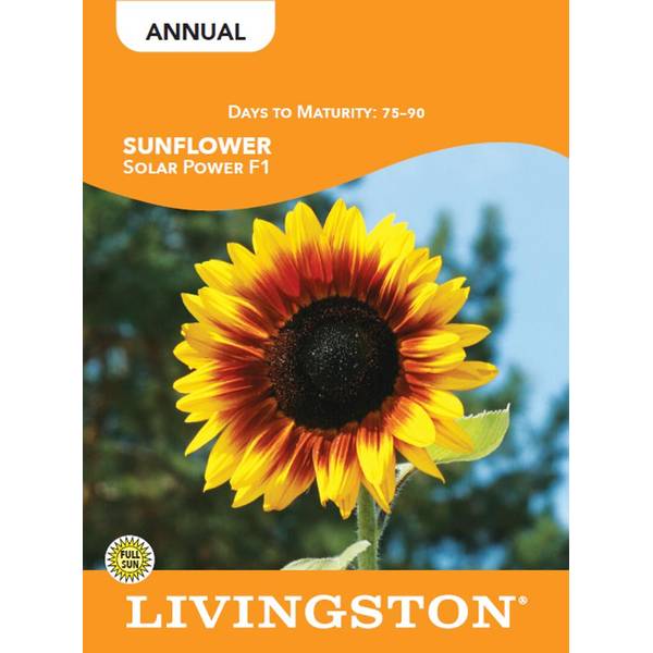 Photo of SUNFLOWER - SOLAR POWER F1