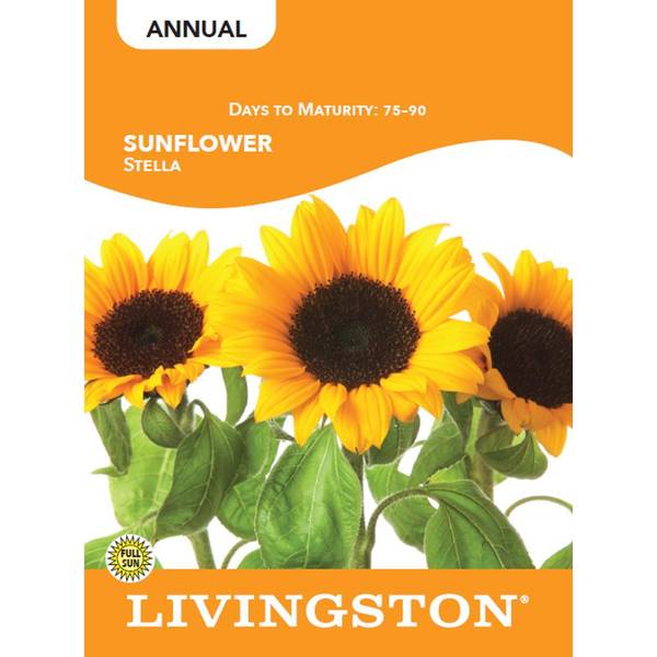 Photo of SUNFLOWER - STELLA