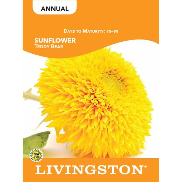 Photo of SUNFLOWER - TEDDY BEAR
