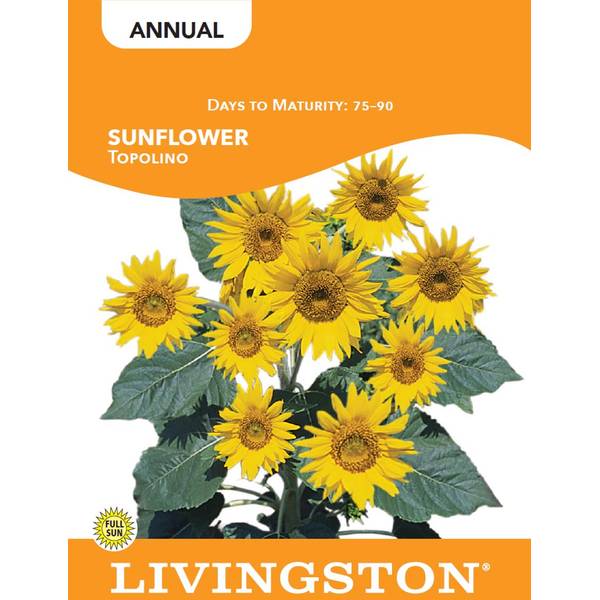 Photo of SUNFLOWER - TOPOLINO