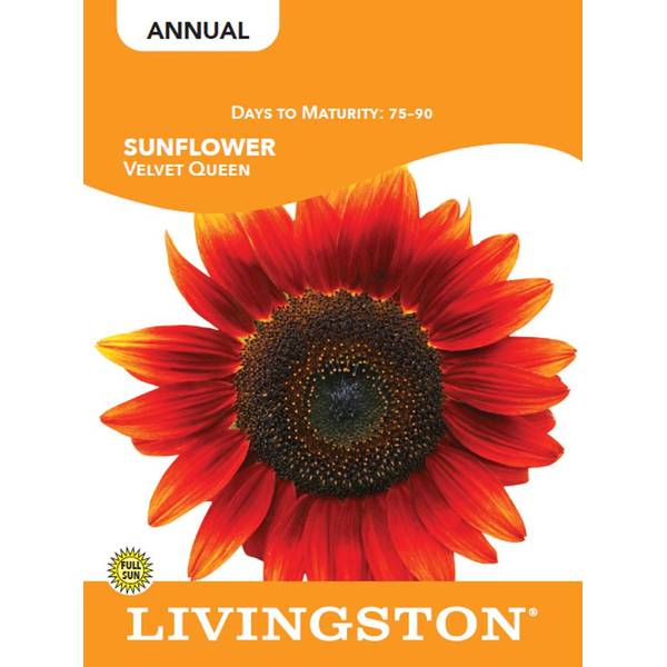 Photo of SUNFLOWER - VELVET QUEEN