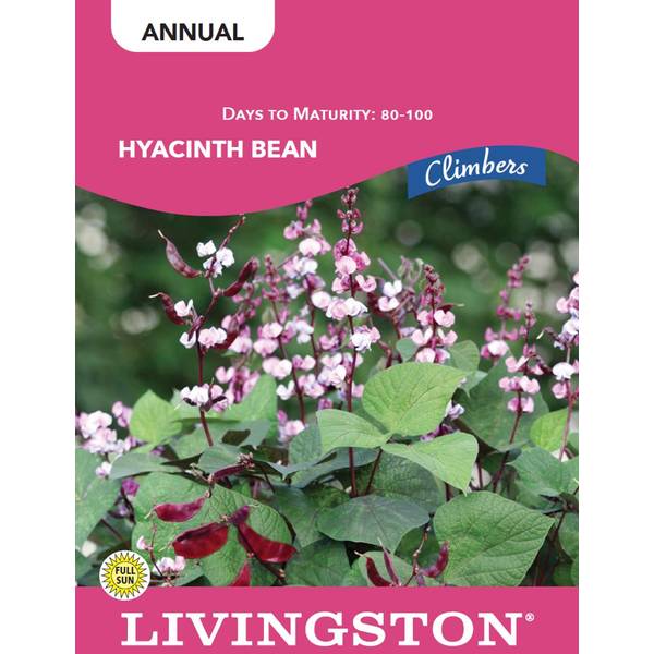 Photo of BEAN - HYACINTH