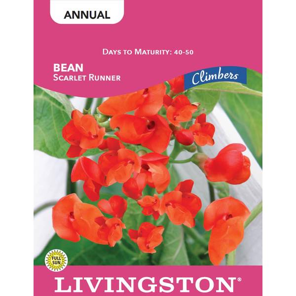 Photo of BEAN - SCARLET RUNNER