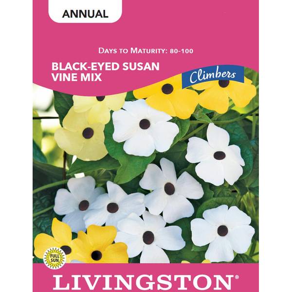 Photo of Black-Eyed Susan Vine Mix