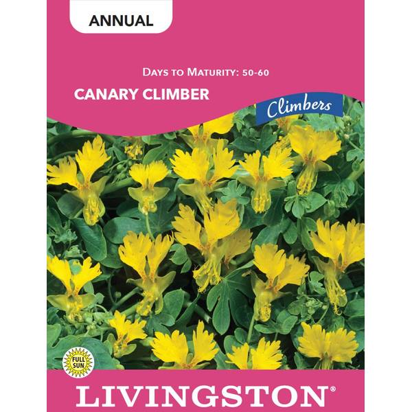 Photo of CANARY CLIMBER