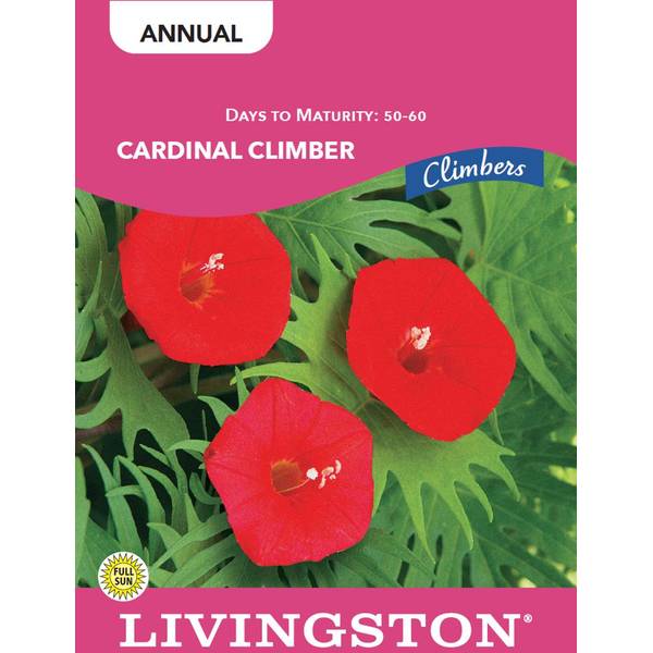 Photo of CARDINAL CLIMBER