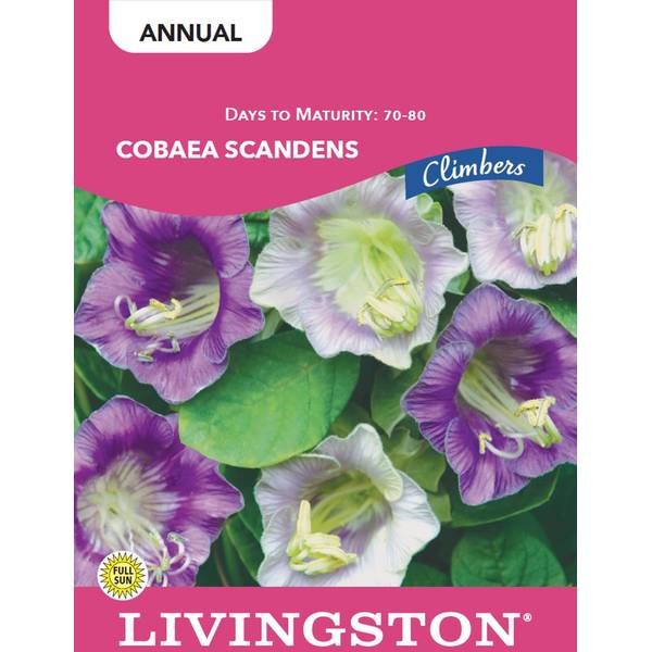 Photo of COBAEA SCANDENS