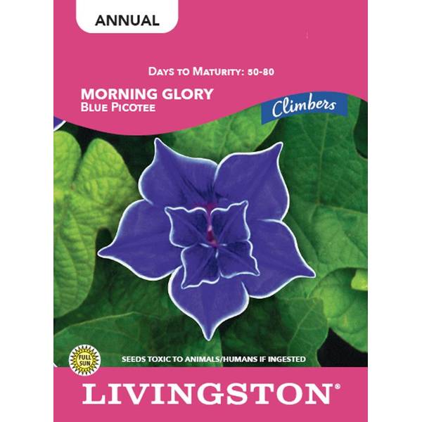 Photo of MORNING GLORY - BLUE PICOTEE