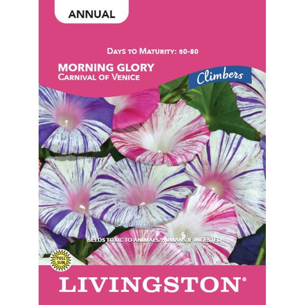 Photo of MORNING GLORY - CARNIVAL OF VENICE