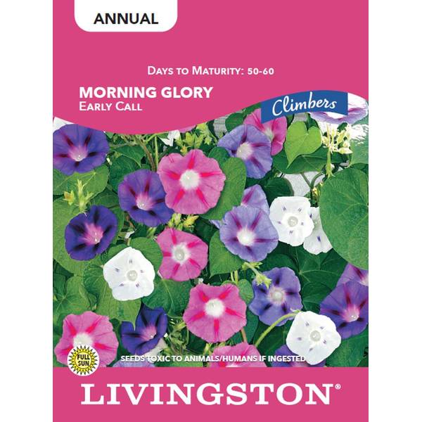Photo of MORNING GLORY - EARLY CALL