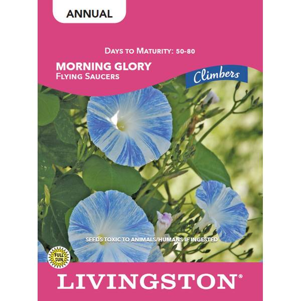 Photo of MORNING GLORY - FLYING SAUCERS
