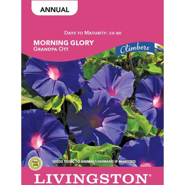 Photo of MORNING GLORY - GRANDPA OTT