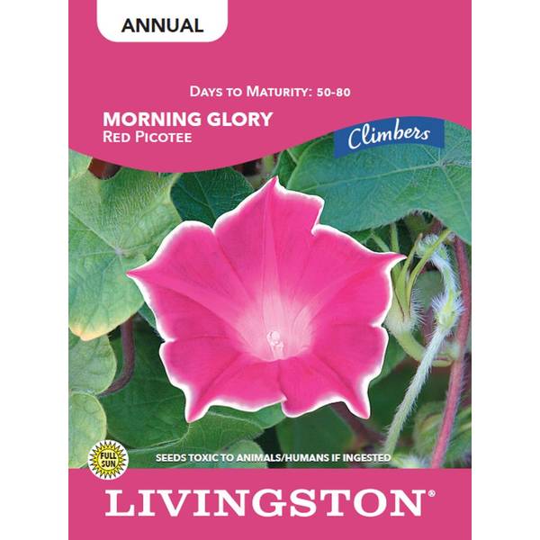 Photo of MORNING GLORY - RED PICOTEE
