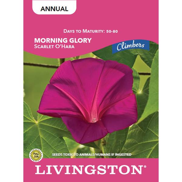 Photo of MORNING GLORY - SCARLET O'HARA