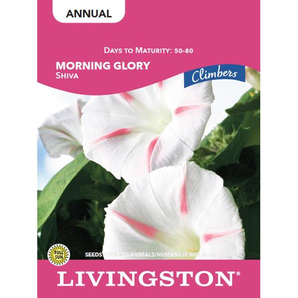 Photo of MORNING GLORY - SHIVA