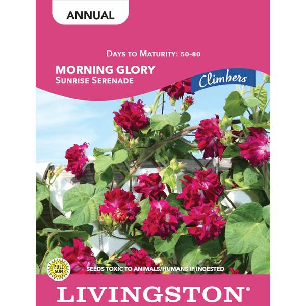 Photo of MORNING GLORY - SUNRISE SERENADE