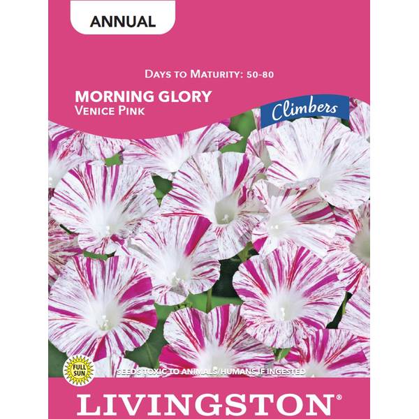 Photo of MORNING GLORY - VENICE PINK