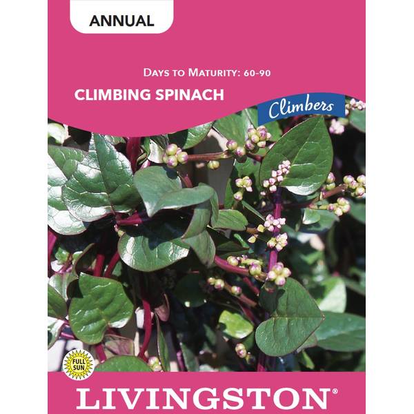 Photo of Spinach - Climbing