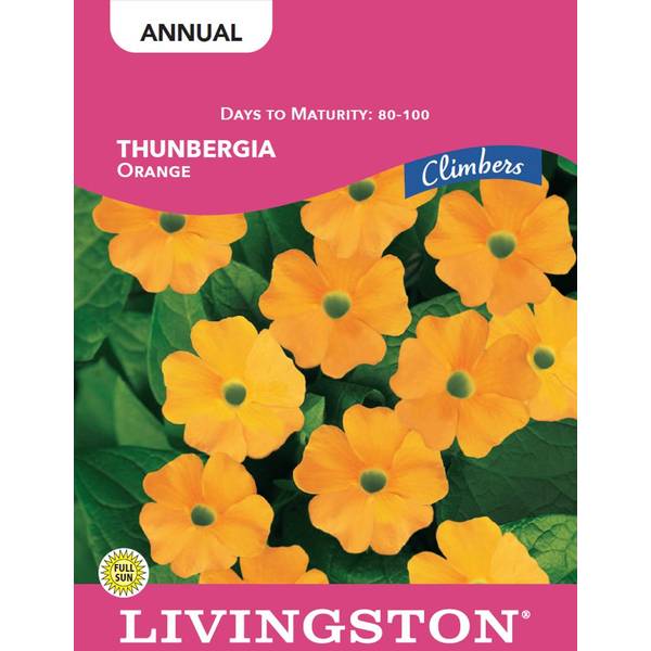 Photo of THUNBERGIA - ORANGE