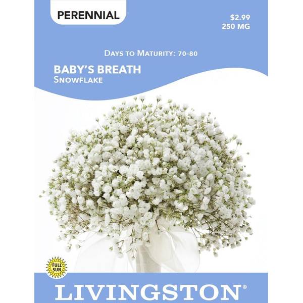 Photo of BABY'S BREATH - GYPOSPHILA - SNOWFLAKE