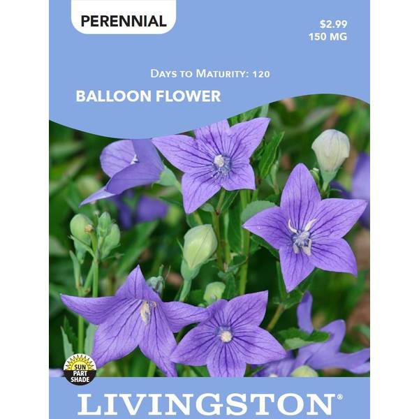 Photo of BALLOON FLOWER