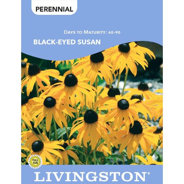 Photo of BLACK-EYED SUSAN
