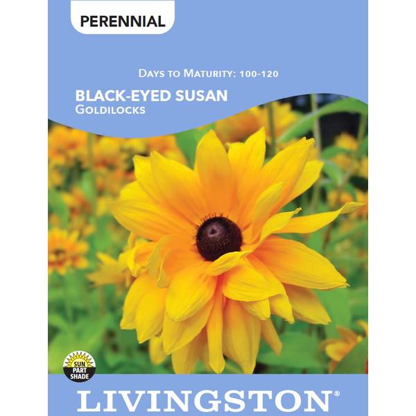 Photo of BLACK-EYED SUSAN - GOLDILOCKS