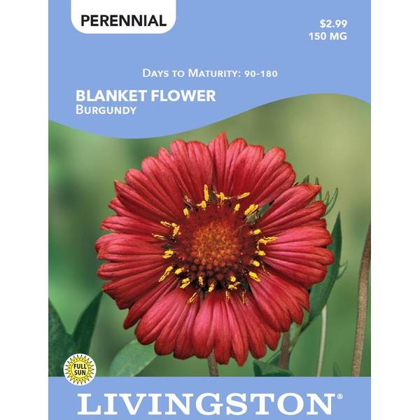 Photo of BLANKET FLOWER - BURGUNDY
