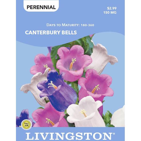 Photo of CANTERBURY BELLS