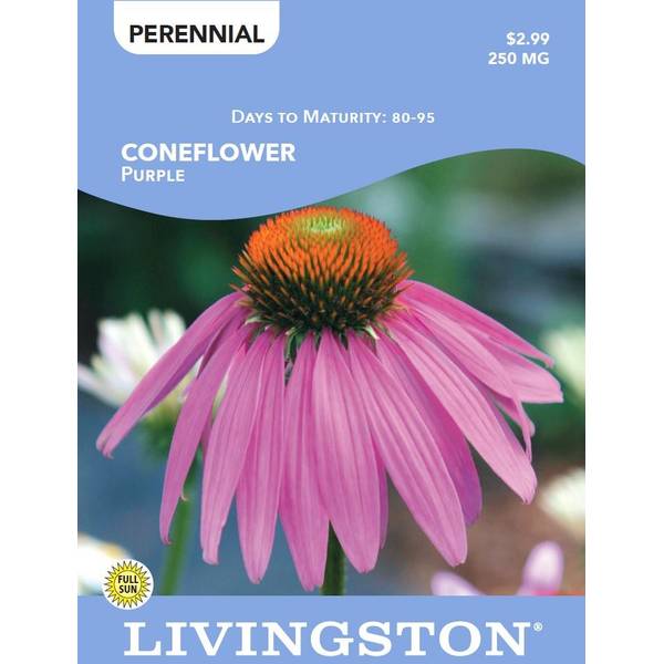 Photo of CONEFLOWER - PURPLE