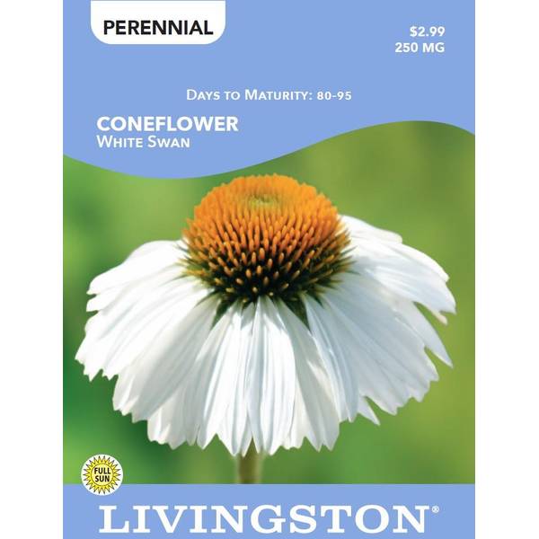 Photo of CONEFLOWER - WHITE SWAN