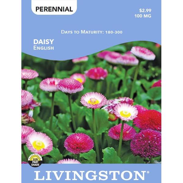 Photo of DAISY - ENGLISH