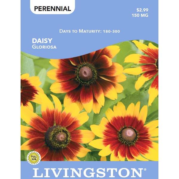 Photo of DAISY - GLORIOSA